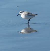 Sanderling